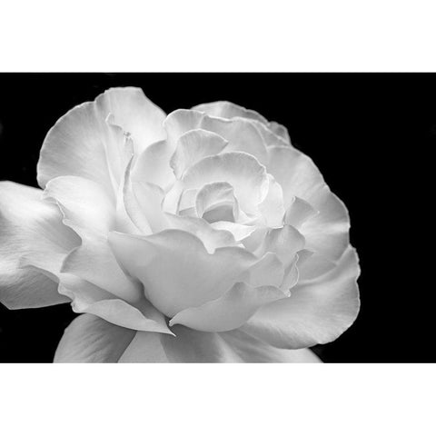 Rose Flower Macro Black and White 1 White Modern Wood Framed Art Print by Schell, Jennie Marie