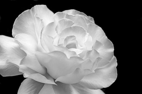 Rose Flower Macro Black and White 1 White Modern Wood Framed Art Print with Double Matting by Schell, Jennie Marie