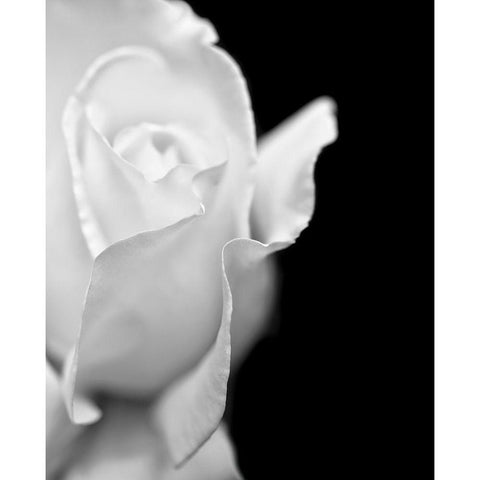 Rose Flower Macro Black and White 2 Gold Ornate Wood Framed Art Print with Double Matting by Schell, Jennie Marie