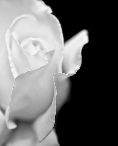 Rose Flower Macro Black and White 2 White Modern Wood Framed Art Print with Double Matting by Schell, Jennie Marie