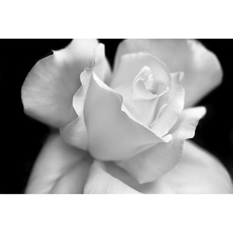 Rose Flower Macro Black and White 3 White Modern Wood Framed Art Print by Schell, Jennie Marie