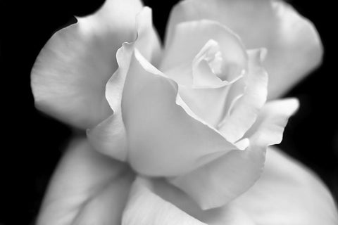 Rose Flower Macro Black and White 3 Black Ornate Wood Framed Art Print with Double Matting by Schell, Jennie Marie