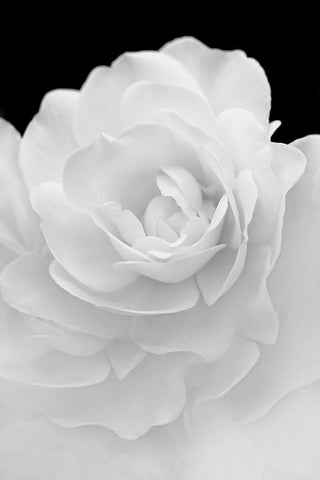 Rose Flower Macro Black and White 4 Black Ornate Wood Framed Art Print with Double Matting by Schell, Jennie Marie