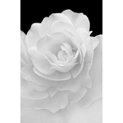 Rose Flower Macro Black and White 4 Gold Ornate Wood Framed Art Print with Double Matting by Schell, Jennie Marie