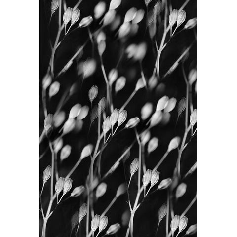 Seed Pods Abstract Black and White White Modern Wood Framed Art Print by Schell, Jennie Marie