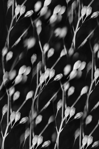 Seed Pods Abstract Black and White Black Ornate Wood Framed Art Print with Double Matting by Schell, Jennie Marie