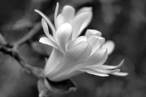 Star Magnolia Flower Macro Black and White Black Ornate Wood Framed Art Print with Double Matting by Schell, Jennie Marie