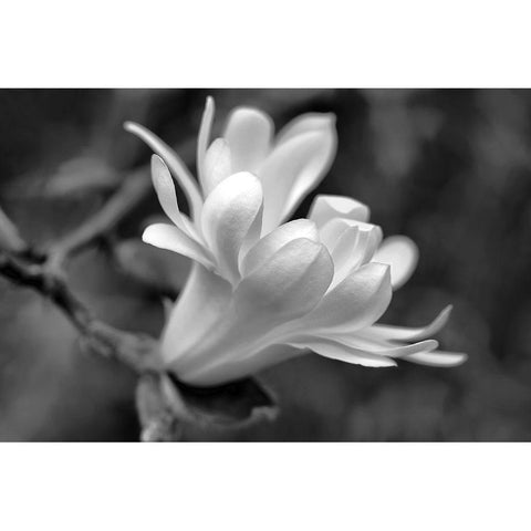 Star Magnolia Flower Macro Black and White Gold Ornate Wood Framed Art Print with Double Matting by Schell, Jennie Marie