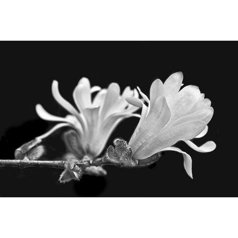 Star Magnolia Flowers Black and White Gold Ornate Wood Framed Art Print with Double Matting by Schell, Jennie Marie