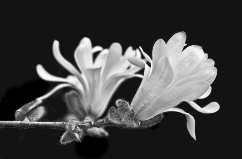 Star Magnolia Flowers Black and White Black Ornate Wood Framed Art Print with Double Matting by Schell, Jennie Marie