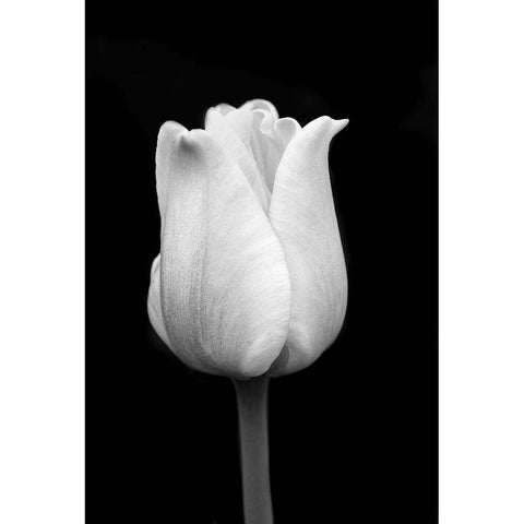 Tulip Flower Macro Black and White 1 Black Modern Wood Framed Art Print with Double Matting by Schell, Jennie Marie