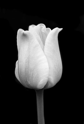 Tulip Flower Macro Black and White 1 White Modern Wood Framed Art Print with Double Matting by Schell, Jennie Marie