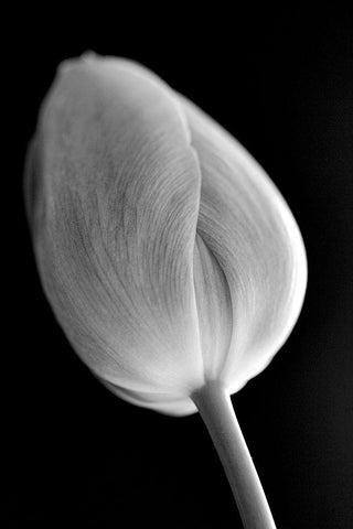 Tulip Flower Macro Black and White 2 Black Ornate Wood Framed Art Print with Double Matting by Schell, Jennie Marie