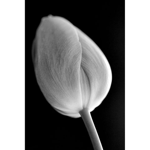 Tulip Flower Macro Black and White 2 White Modern Wood Framed Art Print by Schell, Jennie Marie