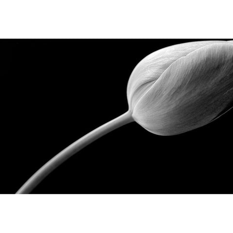 Tulip Flower Macro Black and White 3 White Modern Wood Framed Art Print by Schell, Jennie Marie