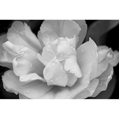 Tulip Flower Macro Black and White 4 White Modern Wood Framed Art Print by Schell, Jennie Marie