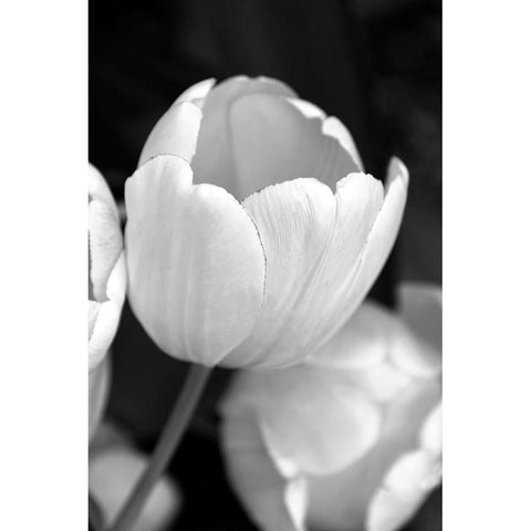 Tulip Flowers Black and White 1 Gold Ornate Wood Framed Art Print with Double Matting by Schell, Jennie Marie