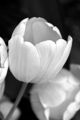 Tulip Flowers Black and White 1 White Modern Wood Framed Art Print with Double Matting by Schell, Jennie Marie