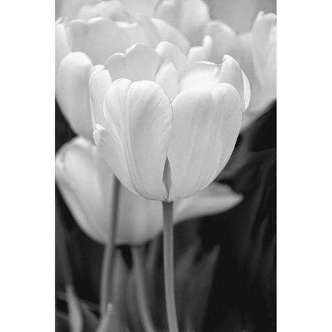 Tulip Flowers Black and White 2 White Modern Wood Framed Art Print by Schell, Jennie Marie