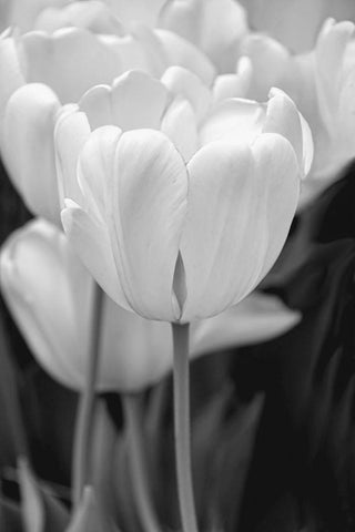 Tulip Flowers Black and White 2 White Modern Wood Framed Art Print with Double Matting by Schell, Jennie Marie