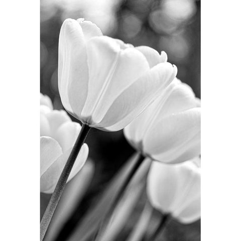 Tulip Flowers Black and White 3 Black Modern Wood Framed Art Print with Double Matting by Schell, Jennie Marie