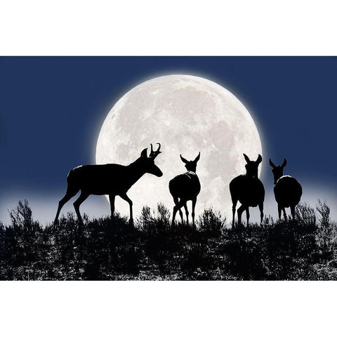 Antelope Pronghorn Silhouettes and Moon White Modern Wood Framed Art Print by Schell, Jennie Marie