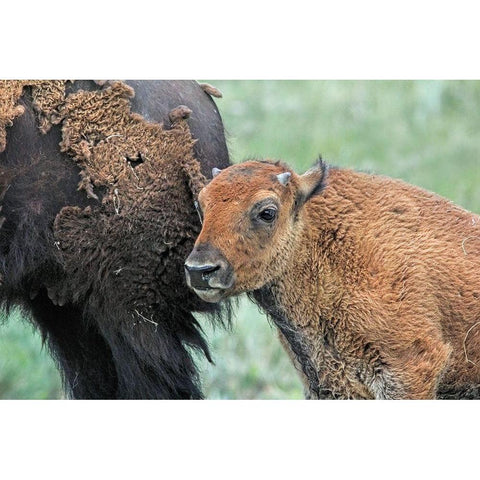 Buffalo Bison and Calf Gold Ornate Wood Framed Art Print with Double Matting by Schell, Jennie Marie