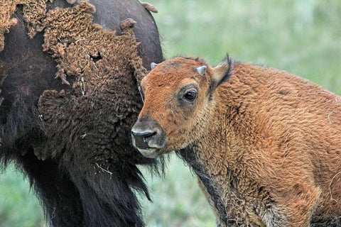 Buffalo Bison and Calf White Modern Wood Framed Art Print with Double Matting by Schell, Jennie Marie