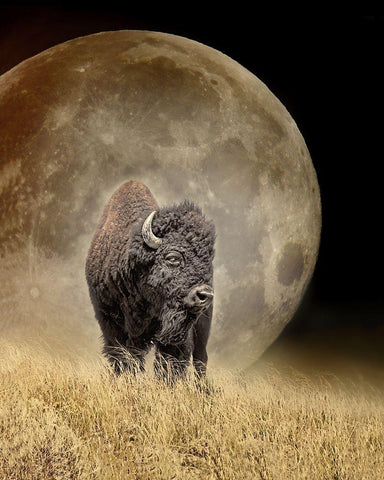 Buffalo Bison and Moon White Modern Wood Framed Art Print with Double Matting by Schell, Jennie Marie