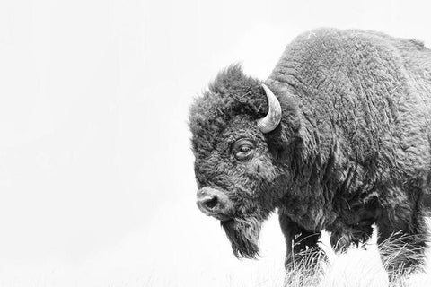 Buffalo Bison Black and White Black Ornate Wood Framed Art Print with Double Matting by Schell, Jennie Marie