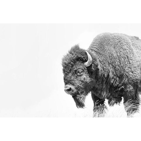 Buffalo Bison Black and White White Modern Wood Framed Art Print by Schell, Jennie Marie