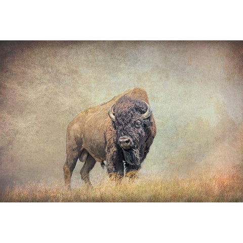 Buffalo Bison on Hill White Modern Wood Framed Art Print by Schell, Jennie Marie