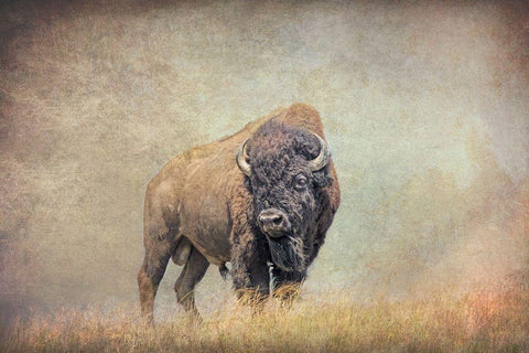 Buffalo Bison on Hill Black Ornate Wood Framed Art Print with Double Matting by Schell, Jennie Marie