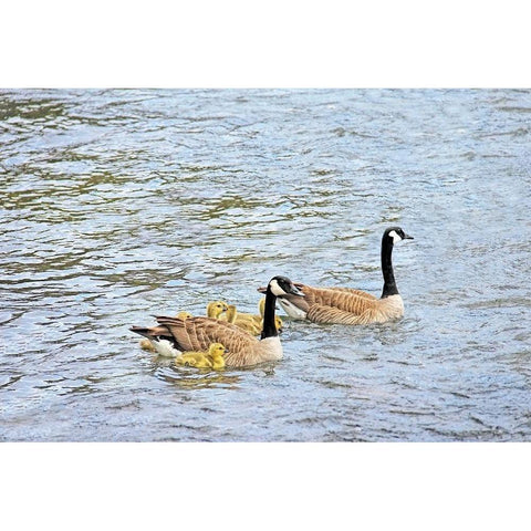 Canada Geese and Goslings on Lake Gold Ornate Wood Framed Art Print with Double Matting by Schell, Jennie Marie