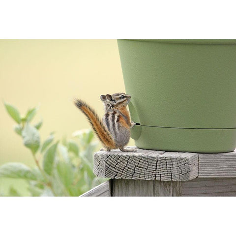 Chipmunk and Flower Pot White Modern Wood Framed Art Print by Schell, Jennie Marie