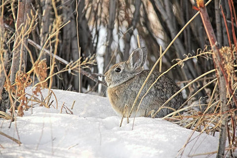 Cottontail Rabbit in Snow 1 Black Ornate Wood Framed Art Print with Double Matting by Schell, Jennie Marie