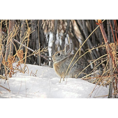 Cottontail Rabbit in Snow 1 Black Modern Wood Framed Art Print with Double Matting by Schell, Jennie Marie