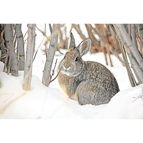 Cottontail Rabbit in Snow 2 Gold Ornate Wood Framed Art Print with Double Matting by Schell, Jennie Marie