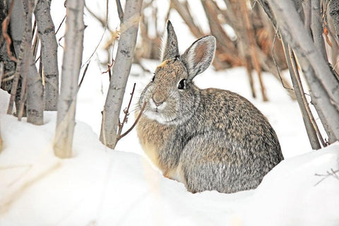 Cottontail Rabbit in Snow 2 White Modern Wood Framed Art Print with Double Matting by Schell, Jennie Marie