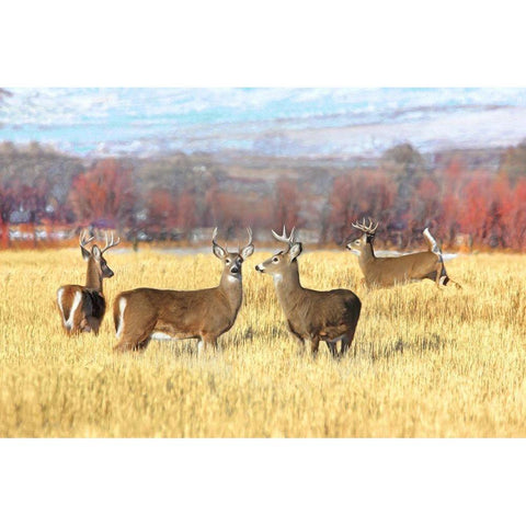 Deer Bucks in Autumn Field Gold Ornate Wood Framed Art Print with Double Matting by Schell, Jennie Marie