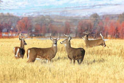 Deer Bucks in Autumn Field White Modern Wood Framed Art Print with Double Matting by Schell, Jennie Marie