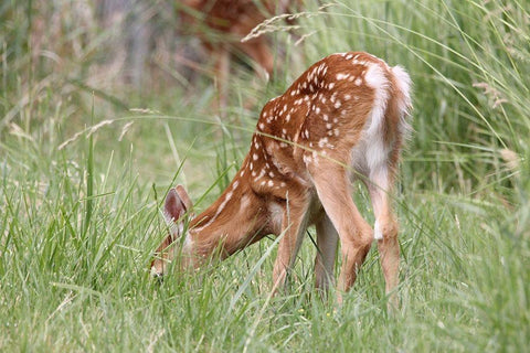 Deer Fawn Eating Spring Grass Black Ornate Wood Framed Art Print with Double Matting by Schell, Jennie Marie