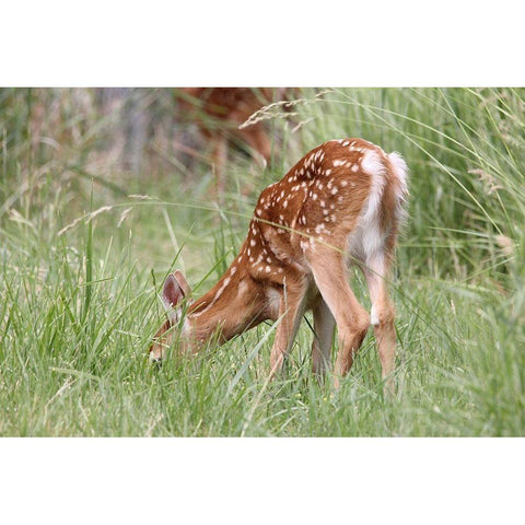 Deer Fawn Eating Spring Grass Black Modern Wood Framed Art Print with Double Matting by Schell, Jennie Marie