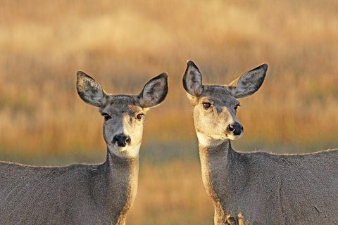 Deer in Autumn White Modern Wood Framed Art Print with Double Matting by Schell, Jennie Marie