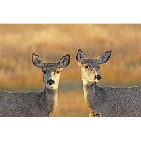 Deer in Autumn Gold Ornate Wood Framed Art Print with Double Matting by Schell, Jennie Marie