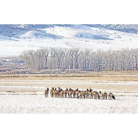 Elk Herd in Winter Landscape Black Modern Wood Framed Art Print with Double Matting by Schell, Jennie Marie