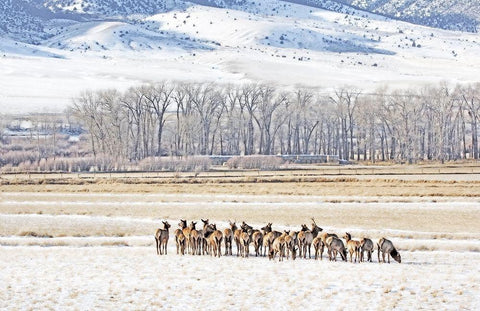 Elk Herd in Winter Landscape White Modern Wood Framed Art Print with Double Matting by Schell, Jennie Marie