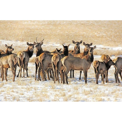 Elk Herd in Winter Gold Ornate Wood Framed Art Print with Double Matting by Schell, Jennie Marie