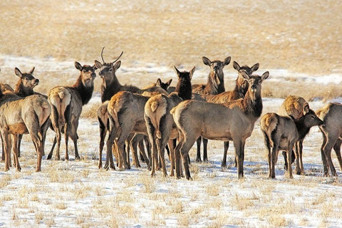 Elk Herd in Winter Black Ornate Wood Framed Art Print with Double Matting by Schell, Jennie Marie