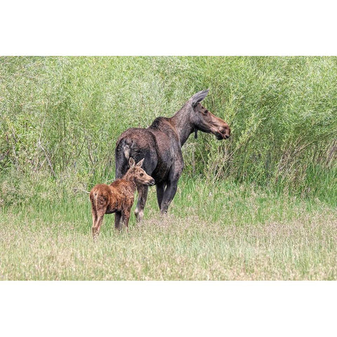 Moose and Baby Calf Black Modern Wood Framed Art Print with Double Matting by Schell, Jennie Marie